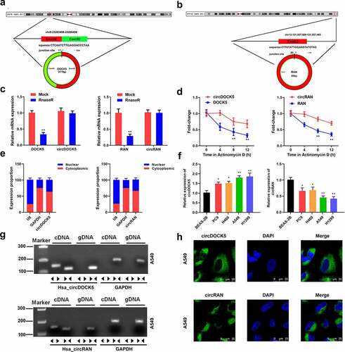 Figure 3. Circ_0007618 and circ_0029426 exist in lung cancer cells. (a, b) CircRNA circularization mechanism of circ_0007618 and circ_0029426. (c) The lung cancer cells were treated with RNase R and the expression of linear and circRNAs were detected by qPCR. (d) After actinomycin treatment, the half-lives of linear and circRNAs were detected by qPCR. (e) qPCR was used to detect the expression of circ_0007618 and circ_0029426 in the cell cytoplasm and nucleus. (f) qPCR was used to detect the expression of circ_0007618 and circ_0029426 in lung cancer cells. (g) Primers were designed, and PCR was performed in cDNA and gDNA and gelled for verification. (h) The FISH assay was used to detect the location of circ_0007618 and circ_0029426. **p < 0.01 vs Mock, circDOCK5, circRAN or BEAS-2B groups.