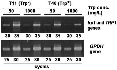 Fig. 6. Comparison of the trp1 and TRP1 gene expression between Trp− and Trp+ strains by RT-PCR.