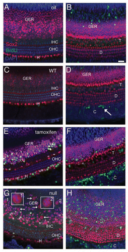 Figure 2 Proliferation of neonatal organ of Corti cells after induced deletion of p27Kip1. Confocal images from cochlea of neonatal mice given BrdU (group L1) are shown at the level of HC (left column) or Deiters/pillar nuclei (right column). Control animals, including those given oil (without tamoxifen, A and B) and tamoxifen-treated p27 wild-type mice (C and D), show Sox2 staining (red) in the greater epithelial ridge (GER) and in SCs cells. One row of inner (IHC) and 3 rows of outer (OHC) hair cells are Sox2- and seen with DAPI nuclear staining (blue). BrdU staining (green) is not seen in the organ of Corti or GER but is present in the Sox2- Claudius cells (arrow, D) and in the underlying stroma (B). In the brightest-point projection shown in (B), the BrdU labeling that appears in the GER is actually in underlying BrdU-labeled stromal cells; the GER cells are unlabeled. (E and F) Experimental animals (p27L+/L+;CreER+) given tamoxifen and BrdU show numerous Sox2+/BrdU+ cells in both the organ of Corti and GER. (G and H) Constitutive p27 knockout animal (positive control) treated with BrdU. BrdU+/Sox2+ cells are seen in the Hensen (G), pillar/tunnel (H), border cell (G and H) and GER (G and H) regions. Multiple Sox2+ mitotic figures (arrows) are present in the GER (G) and two additional mitotic cells (labeled 1 and 2) are shown at higher magnification in the insets. (H) Numerous BrdU+ Claudius cells are detectable. (C, Claudius; D, Deiters; H, Hensen; T, pillar/tunnel; GER, Greater epithelial ridge; WT, wild type). The scale bar in (B) (20 µm) applies to all parts.