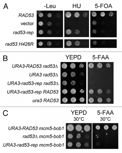 Figure 1 The recessive separation of function allele rad53-rep confers resistance to HU and is synthetically lethal with cdc7-1. (A) A 1:10 dilution series of saturated cultures of TMH38 leu2 ura3 cdc7-1 rad53Δ sml1Δ pCDC7 URA3 transformed with indicated LEU2 plasmids were spotted to -Leu dropout media, YEPD+120 mM HU and 5-FOA plates and grown at 22°C for three days: wild type RAD53 (pTH4A), empty LEU2 vector (pRS315), rad53-rep (pTH13) and rad53 H426R (pTH15). Only cells with pRAD53 LEU2 (pTH4A) can lose pCDC7 URA3 (pPD1) and grow on the 5-FOA plate. (B) A 1:10 dilution series of saturated cultures of the following trp1 sml1Δ cdc7-1 pRAD53 TRP1 derivatives was spotted to YEPD and 5-FAA plates and grown at 22°C for three days: URA3-RAD53 rad53Δ (TMH154), URA3 rad53Δ (TMH150), URA3-rad53-rep rad53Δ (TMH152), URA3-rad53-rep RAD53 (TMH437), ura3 RAD53 (TMH404). (C) A 1:10 dilution series of saturated cultures of the following trp1 rad53Δ sml1Δ cdc7-1 pRAD53 TRP1 derivatives was spotted to YEPD and FAA plates and grown at 30°C for three days: URA3-RAD53 mcm5-bob1 (TMH148), rad53Δ mcm5-bob1 (TMH146), URA3-rad53-rep mcm5-bob1 (TMH147). In (B and C), cells lacking a chromosomal copy of RAD53 are dependent on pRAD53 TRP1 (pPD83) for growth and cannot grow on the 5-FAA plate.