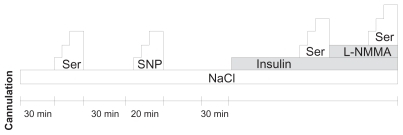 Figure 1 Infusion protocol.