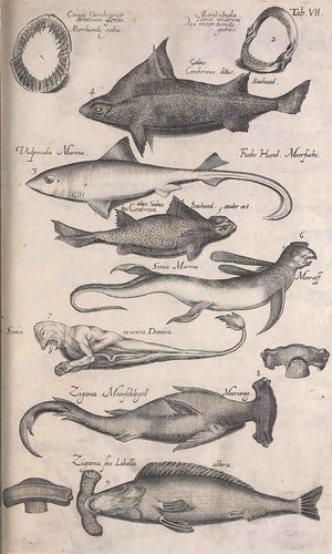 Figure 2. Drawings of sharks from the XVI century, including imaginative details such as of fantastic creatures (Jonstonius Citation1649)