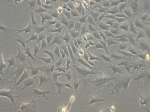 Figure 4. The cells in the control group adhered nearly completely on day 7 after inoculation, cells were spindle-shaped (× 200).