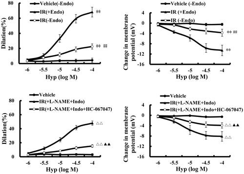 Figure 4. Effect of Hyp on dilatation and hyperpolarization in the CBA of rats after cerebral ischaemic–reperfusion. Hyp (mol/L) induced endothelial-dependent dilatation (A) and hyperpolarization (B) in the CBA. The dilatation (C) and hyperpolarization (D) induced by Hyp occurred in an NO- and PGI2-independent manner (n = 3). **p < 0.01 vs. vehicle (–Endo); ##p < 0.01 vs. IR (+Endo); ΔΔp < 0.01 vs. Hyp; ▲▲p < 0.01 vs. Hyp + l-NAME + INDO. +Endo: endothelium-intact;–Endo: endothelium-denudated; vehicle: DMSO solution.