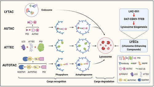 Figure 1. A schematic illustration of LYTAC, AUTAC, ATTEC, AUTOTAC and LYECs. LYTACs mark the extracellular POI with mannose-6-phosphate (M6P)-conjugated antibodies for lysosomal degradation. AUTACs contain a degradation tag (guanine derivative), which triggers K63 polyubiquitination of the POI, and the POI is recognized by the selective macroautophagy/autophagy pathway for degradation. ATTECs tether the POI to the phagophore for autophagic degradation by direct binding to the POI and LC3. AUTOTACs bring the POI to the phagophore for autophagic degradation by binding to the POI and SQSTM1/p62. LYECs promote activation of TFEB and lysosome biogenesis, which enhances the degradation efficiency of autolysosomes (created with BioRender.Com).