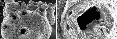 Figure 31. Phoceana cf. tubulifera. (a) Colony; (b) Lyrula and condyle. Scales: (a) 200 µm; (b) 50 µm.