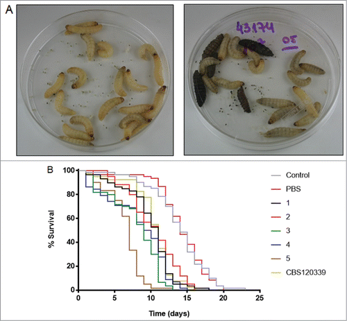 Figure 4. Galleria mellonella infection model. (A) Photographs of 2 groups of larvae (PBS [left] and isolate 5 [right]) 2 days after injection; the five dark brown / black larvae were dead. (B) Survival curves of the larvae. Lines represent the percentage of live individuals at each day. Control: uninfected larvae; PBS: larvae inoculated with 10 μL sterile PBS; numeric codes: larvae inoculated with 107 yeasts of each isolate, or with the reference CBS strain of S. brasiliensis in 10 μL sterile PBS. The larvae were maintained at 37°C. N = 60 larvae per group.