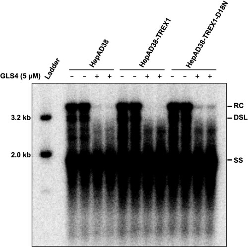Figure 6. Endogenous TREX1 does not play a significant role in elimination of cytoplasmic double-stranded HBV DNA in GLS4-treated cells.Note: Parental HepAD38 and its derived cell lines were cultured in the absence of tet for 6 days. The cells were then mock-treated or treated with 5 μM of GLS4 for 24 h. Cytoplasmic HBV core DNA were extracted from the cells and determined by Southern Blot hybridization.