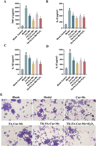 Figure 4 Effect on production of inflammatory cytokines and osteoclastogenesis assays of varying formulations on RAW264.7 cells. (A–D) TNF-α, IL-6, IL-1β and IL-8 levels in the supernatant of RAW264.7 cells activated by LPS treated with varying formulations. Data are presented as mean ± SD (n=3). #vs Blank Control; *vs Model. P < 0.05. (E) The differentiation of RAW264.7 cells into osteoclasts after incubation with varying formulations. Scale bar, 100 μm (n=3).