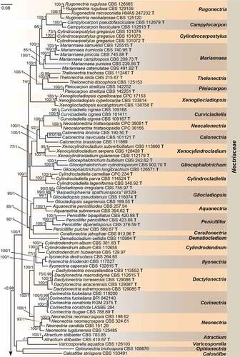 Figure 1. Phylogeny inferred based on the combined acl1-CaM-H3-ITS-LSU-RPB1-RPB2-tef1-tub2 gene regions of species from Nectriaceae. Stachybotrys chartarum (CBS 129.13) and Pseudoachroiostachys krabiense (MFLUCC 16–0325) were used as outgroups. Strains isolated in this study were indicated in red colour. Strains of Varicosporellopsis, which is likely a late synonym of Paracremonium were indicated in green colour. The RAxML Bootstrap support values (ML-BS ≥ 70%) and Bayesian posterior probabilities (BI-PP ≥ 0.9) were displayed at the nodes (ML-BS/BI-PP). Ex-type, ex-epitype and ex-neotype strains were indicated in bold with T, ET, and NT, respectively. Strains need to be further identified were indicated with double quotation marks (“”).