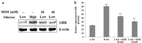 Figure 3. MSM upregulated the expression of GHR in ketosis condition.Note: (a) Western blotting analysis of GHR expression in whole cell lysate after treatment with high glucose, low glucose plus 30 or 40 mM MSM for 24 h. (b) Relative expression of GHR with respect to β-actin. Statistical analysis was done by using ANOVA test. L Glc, low glucose (3%); H Glc, high glucose (9%); **P < 0.001.