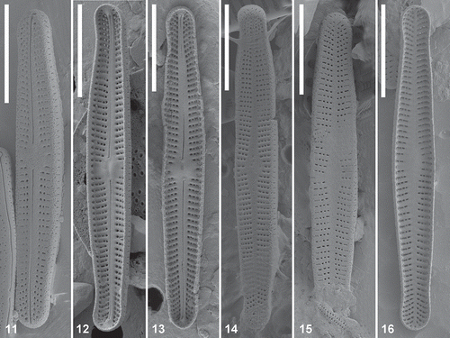 Figs 11–16. Achnanthidium minutissimum complex lineage A (MD2). Scanning electron micrographs of natural material. Fig 11. SEM external view of a raphe valve. Figs 12–13. SEM internal view of a raphe valve. Figs 14–15. SEM external view of a rapheless valve. Fig. 16. SEM internal view of a rapheless valve. Scale = 5 μm.