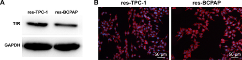 Figure S1 Transferrin receptor (TfR) was overexpressed in res-TPC-1 cells and res-BCPAP cells.Notes: (A) Western blot analysis showing increased expression of transferrin receptor (CD71) in res-TPC-1 cells and res-BCPAP cells. (B) TfR with fluorescence microscopy images in res-TPC-1 cells and res-BCPAP cells. TfR was stained with red and nuclei were stained with DAPI (blue).