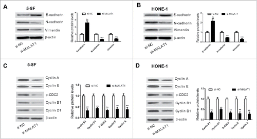 Figure 3. (A and B) The level of EMT-related proteins E-cadherin, N-cadherin and vimentin was detected by western blot in 5–8F and HONE-1 cells. (C and D) Western blot analysis was performed to measure the protein level of Cyclin A, Cyclin E, Cyclin B1, Cyclin D1, and p-CDC2 in 5–8F and HONE-1 cells. **P < 0.01, ***P < 0.001 vs. si-NC.