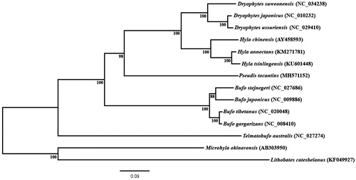 Figure 1. Phylogenetic inference obtained using maximum likelihood based on mitochondrial genomes, excluding control region, of the anuran species Dryophytes japonicus, D. ussuriensis, (as Hyla ussuriensis in Sun et al. Citation2017), D. suweonensis (as H. suweonensis in Lee et al. 2017), Hyla chinensis, H. annectans, Hyla tsinlingensis, Pseudis tocantins, Bufo gargarizans, B. tibetanus (as in Wang et al. 2013), stejnegeri, B. japonicus, Telmatobufo australis, Microhyla okinavensis and Lithobates catesbeianus. M. okinavensis and L. catesbeianus were used as outgroups. The phylogenetic inference was constructed under GTR + G evolutionary model. Bootstrap analysis was performed using 1000 pseudoreplicates for node support (numbers at the nodes).