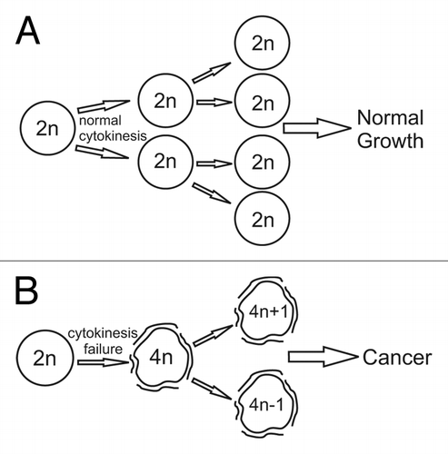 Figure 1. Tetraploidy can act as an intermediate for aneuploidization and cause cancer. Cells undergoing normal cytokinesis (A) maintain a stable karyotype and exhibit normal growth. Cytokinesis failure (B) generates tetraploid cells whose karyotype becomes unstable due to high rates of chromosome segregation errors. Such instability leads to high rates of aneuploidy and tumorigenesis.