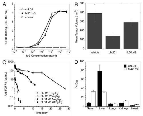 Figure 2 Pharmacokinetics and Distribution of anti-FGFR4 variants. (A) Comparison of the binding of chLD1 and hLD1.vB to FGFR4 using the FGFR4 ELISA. (B) Comparison of day 16 tumor volumes of chLD1, hLD1.vB and vehicle in an HUH7 human hepatocelluar carcinoma xenograft model in CRL nu/nu mice. Antibodies were administered at doses of 30 mg/kg twice weekly (10 mice per group). Only chLD1 was effective at reducing tumor growth relative to the PBS control (p value = 0.014) while hLD1.vB was not significantly effective (p value = 0.486). (C) Pharmacokinetics of chLD1 (open symbols) and hLD1.vB (closed symbols). NCR nude mice were IV administered 1 (dashed lines) or 20 (solid lines) mg/kg doses and samples were analyzed using the FGFR4 ELISA. Similar results were obtained using the IgG ELISA (not shown). (D) Tissue distribution of 125I-chLD1 and 125I-hLD1.vB in NCR nude mouse. Mice were administered either 125I-chLD1 (black bars) or 125I-hLD1.vB (open bars) and the percent of injected dose per gram of tissue (% ID/g) was determined at 2 h post-dose as described in Methods.