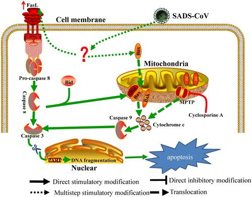 Figure 8. Schematic representation of SADS-CoV-induced apoptosis pathways.