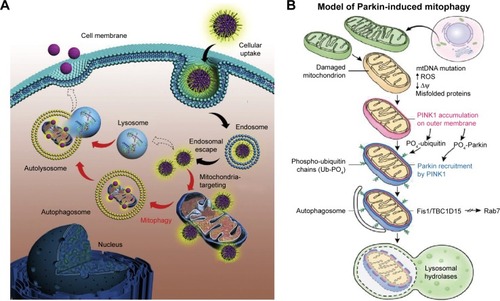 Figure 1 (A) Schematic illustration of the intracellular trafficking dynamics of mitochondria-targeting nanoparticles. Copyright © 2015. Elsevier Ltd. Reproduced from Zhang Z, Zhou L, Zhou Y, et al. Mitophagy induced by nanoparticle-peptide conjugates enabling an alternative intracellular trafficking route. Biomaterials. 2015;65:56–65.Citation37 (B) Schematic illustration of the PINK1/Parkin pathway. Dysfunctional mitochondria (yellow mitochondrion) fail to import and degrade PINK1, instead stabilizing it on the outer mitochondrial membrane. After PINK1 accumulation, PINK1 phosphorylates ubiquitin and Parkin to activate its E3 ligase activity. Once activated, parkin ubiquitinates substrates on the outer mitochondria for two divergent processes: autophagosome recruitment and the proteasomal degradation of ubiquitinated mitochondrial substrates. Fis1 is a receptor on the outer membrane that binds two proteins TBC1D15/TBC1D17 to govern the developing LC3 isolation membrane to generate the autophagosome around the damaged mitochondria. The autophagosome is then delivered to the lysosome for degradation.Citation38 Copyright © 2015. Elsevier Ltd. Reproduced from Pickrell AM, Youle RJ. The roles of PINK1, parkin, and mitochondrial fidelity in Parkinson’s disease. Neuron. 2015;85(2):257–273.Citation38