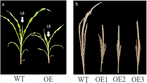 Figure 7. Agronomic traits of transgenic plants (a) comparison of phenotypes between wild-type and overexpressed maize at eight leaf stage; (b) comparison between wild-type and overexpression plants of mature maize tassel.