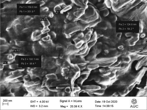 Figure 14. SEM image of MoO3 nanoparticles after photocatalytic experiment.