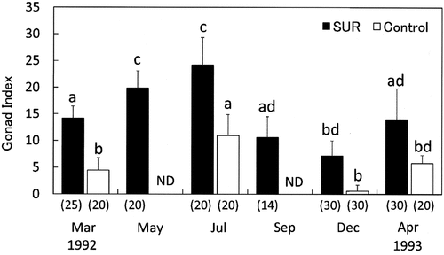 Fig. 8. Effects of sea urchin removal (SUR) on gonad indices (mean ± SE) of Strongylocentrotus intermedius in the northwestern (NW, Rishirifuji) region from March 1992 to April 1993. Different letters indicate significant differences among months and treatments in a one-way ANOVA with a post hoc comparison using Scheffé’s method. The number of samples is indicated in parentheses. ND, no data.