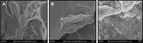 Figure 4 SEM images of GO, rGO, and rGO–Ag nanocomposite.Notes: Representative SEM images of (A) GO, (B) rGO, and (C) rGO–Ag nanocomposite dispersions at 500 μg/mL.Abbreviations: SEM, scanning electron microscopy; GO, graphene oxide; rGO, reduced graphene oxide.