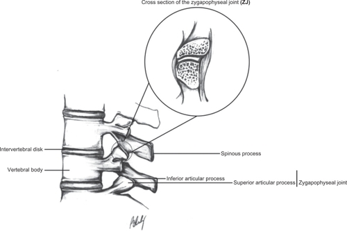 Figure 2 Zygapophyseal joint.