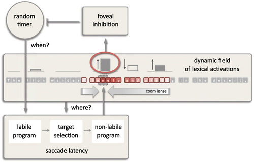Figure 1. The SWIFT model. Illustration of components constituting the when- and where-pathways of saccadic control during reading. The model is illustrated at a stage at which lexical activation at the fixated word is increasing and the zoom-lense processing span is decreasing accordingly.