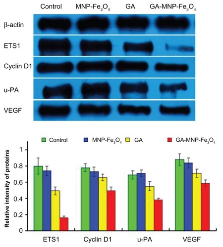 Figure 6 Expression of ETS1, cyclin D1, u-PA, and VEGF protein in Panc-1 pancreatic cancer cells by Western blot after treatment with GA and/or MNPFe3O4 for 48 hours.Notes: Concentrations of GA and MNP-Fe3O4 are 1 μmol/L and 20 μg/mL, respectively.Abbreviations: GA, gambogic acid; MNP-Fe3O4, magnetic Fe3O4 nanoparticles; ETS1, E26 transformation-specific sequence-1 transcriptional factor; u-PA, urokinase-type plasminogen activator; VEGF, vascular endothelial growth factor.