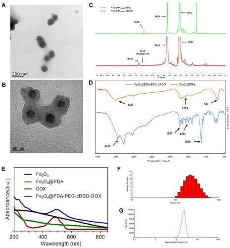 Figure 2 Characterization analysis of composite nanoparticles. (A) and (B) Showed the morphology of Fe3O4@PDA measured by TEM. (C) 1HNMR of NH2-PEG5000-cRGD. (D) FTIR results of Fe3O4@PDA-PEG-cRGD and Fe3O4@PDA. (E) UV-vis-NIR absorption spectrum of different NPs. (F) Size distribution and (G) zeta potential distribution of Fe3O4@PDA-PEG-cRGD-DOX.