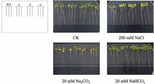 Figure 11. The phenotype of the WT and overexpression Arabidopsis lines seedlings under different stresses. The sterilized Arabidopsis seedlings were evenly plated on 1/2 MS with 200 mM NaCl, 20 mM Na2CO3, 20 mM NaHCO3, respectively. No treatment (CK) was used as a control. WT: Wild-type A. thaliana. #1, #2 and #3: B46NRT2.1 overexpression lines.