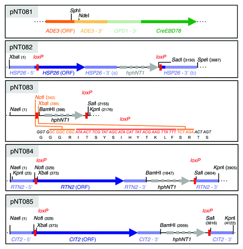Figure 1. Schematic representation of the relevant features of the various plasmids used in this study. The NdeI-SphI 10.4-kb fragment from plasmid pNT081 can be integrated at the ADE3 locus via homologous recombination and mediates constitutive expression of Cre-EBD78. Plasmids pNT082, pNT084 and pNT085 contain the HSP26, RTN2 and CIT2 reporter constructs that, following excision from the plasmids with XbaI/SpeI, KpnI or NaeI/KpnI as indicated, can be integrated at the respective endogenous loci via homologous recombination. The plasmid pNT083 serves as a backbone to facilitate construction of any reporter construct of choice. Please note that the loxP site codes for 12 additional amino acids and cloning of any ORF should be designed to be in-frame with the 5′ and 3′ ends of the indicated loxP-derived reading frame. For a more detailed description of plasmid constructions, please see the section Materials and Methods.