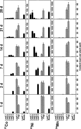 Figure 1. Co, Ni and Mn redistribution in young winter wheat. Intact 21 d old plants were supplied with 200 μL nutrient solution containing 57Co, 63Ni and 54Mn via a flap cut into the lamina of the second leaf. Plants were harvested 1, 2, 7, 14, 21 and 28 d after the treatment. Means and standard errors of 4 plants are shown.