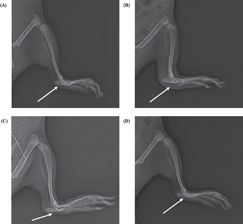 Figure 12. X-ray of different groups of rats under different treatment (A) Control, (B) CFA (Toxic control), (C) Diclofenac gel and (D) MNF-TEopt gel.