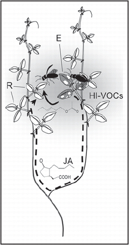 Figure 1 Within-plant signaling by volatiles. Volatiles (shadowed area) fill the aerial space around an herbivore-damaged emitter leaf(E, marked grey) and can rapidly induce spatially neighboring receiver leaves (R), which might anatomically be very distant. Volatile-mediated signaling (bold arrow) that functions via green leaf volatiles such as the displayed (Z)-3-hexenyl acetate thus allows much shorter signaling ways from emitter to receiver leaf that molecules such as jasmonic acid (JA) which move within the plant veins (scattered arrow).