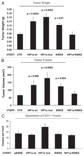 Figure 10 Fibroblasts harboring activated HIF1a increase breast cancer tumor growth, without a significant increase in angiogenesis: 4 weeks post-injection. (A and B) Quantitation of tumor mass and volume. Note that the expression of activated HIF1a in fibroblasts substantially promoted tumor growth, resulting in an ∼2-fold increase in tumor mass and a near 3-fold increase in tumor volume. Similarly, fibroblasts expressing wild-type HIF1a or IKBKE also promoted tumor growth, but activated HIF1a showed the largest tumor promoting activity. Conversely, co-expression of activated HIF1a and IKBKE in fibroblasts abrogated this tumor promoting activity, as expected based on our in vitro phenotypic analysis. p values are as shown. CTR, represents control. As a control, we injected MDA-MB-231 cells alone or in combination with hTERT-BJ1 fibroblasts transfected with the vector alone (pBABE). Since no significant differences between these 2 control groups were observed, they were combined (N = 19 tumors for this control group). For all the other experimental groups, N = 10 tumors per group. (C) Quantitation of tumor angiogenesis. Frozen sections from the tumors were cut and immuno-stained with anti-CD31 antibodies and vessel density was quantitated. Note that no significant increases in vessel density were observed, suggesting that the tumor promoting effects of the transfected fibroblasts we observe are independent of angiogenesis.