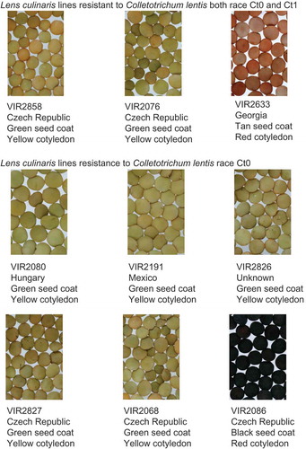 Fig. 2 (Colour online) Cultivated lentil lines (Lens culinaris) in different seed market classes selected for resistance to Colletotrichum lentis race Ct0 and Ct1, the cause of anthracnose in western Canada.