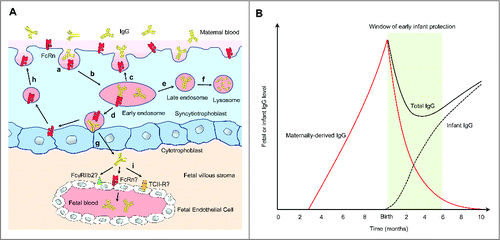Figure 1. Transport of maternal IgG via the placenta to the fetus and its function in early infant immune protection. (A) Villous syncytiotrophoblasts are in direct contact with the maternal blood and express FcRn. Syncytiotrophoblasts internalize maternal IgG (a) into early endosomes, where the acidic pH induces IgG to bind FcRn with high affinity (b). IgG-FcRn complexes can either be recycled back to the maternal blood, where IgG dissociates (c) or undergo transcytosis to the fetal side of the syncytiotrophoblast surface (d). Unbound IgG in early endosomes can be recycled back to the maternal blood (c) or targeted to late endosomes (e) and subsequently lysosomes for degradation (f). Transcytosed IgG is released from FcRn under neutral pH (g) and enters the fetal villous stroma. FcRn on the fetal side of syncytiotrophoblasts can be retrieved back to the maternal side for additional rounds of IgG transport (h). FcγRIIb2, FcRn, or possibly transcobalamin II receptor (TCII-R) expressed on the fetal endothelium may mediate the transport of IgG into fetal circulation, but the exact mechanism and the relative contribution of these pathways remain unknown (i). (B) The placental transfer of maternal IgG to the fetus is detectable as early as gestational week 13Citation35 With increased placental FcRn expression, IgG transport steadily increases as the pregnancy progresses, with the largest amount transferred during the third trimester. Although maternal IgG wanes after birth, it provides the infant with immune protection during a critical window after birth (green) before the infant produces significant amount of antibodies upon vaccination.