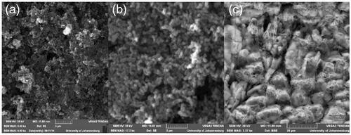 Figure 1. SEM images of (a) CNS (pristine), (b) oxidized CNS and (c) conjugated CNS.