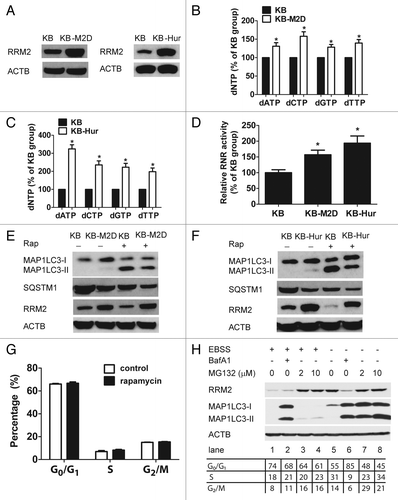 Figure 3. Cancer cells with higher levels of the intracellular dNTPs pool are less responsive to autophagy inducers. (A) Overexpression of RRM2 in KB-M2D and KB-Hur cells. Western blot analysis was performed to determine RRM2 expression in KB, KB-M2D, and KB-Hur cells. (B and C) Increased dNTP pool levels in KB-M2 cells (B) and KB-Hur cells (C). (D) Increased RNR activity in KB-M2 cells and KB-Hur cells. (E and F) KB-M2D (E) and KB-Hur (F) were relatively resistant to rapamycin-treatment. Western blot analysis was performed to determine RRM2 expression, SQSTM1 degradation, and MAP1LC3-II accumulation in KB, KB-M2D, and KB-Hur cells with or without rapamycin-treatment (10 μM, 24 h). (G) Cell cycle analysis in KB cells with or without rapamycin-treatment (10 μM, 24 h) (n = 3, Mean ± SD). (H) The effect of autolysosome or proteasome inhibitors on RRM2 protein level upon autophagy induction by EBSS. Huh-7 cells were treated with BafA1 (10 nM) or MG132 (2 or 10 μM) in the cells that were treated or untreated with EBSS. Whole-cell lysates were subjected to western blotting to assess the expression of RRM2 and MAP1LC3. ACTB was used as an internal control to ensure equal loading in each lane.