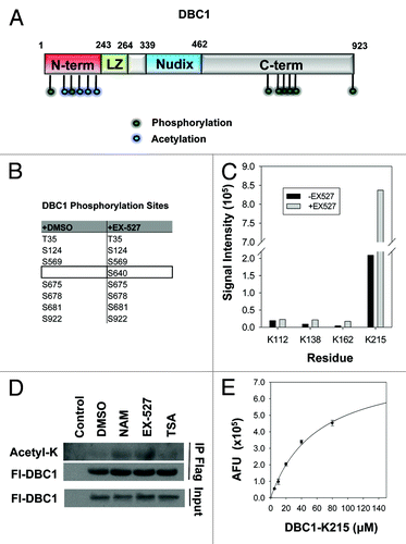 Figure 3. Post-translational modifications on DBC1 and deacetylation by SIRT1. (A) Schematic of DBC1 domains illustrating the position of acetylation (blue) and phosphorylation (green) sites. (B) Table indicating phosphorylation sites on Flag-DBC1 purified from 293-T cells, identified by LC/MS-MS following 24-h treatment with either DMSO or EX-527 (10 µM). (C) Semi-quantitative LC/MS-MS comparison of acetylation on immunoprecipitated DBC1 from 293-T cells following 24- hour treatment with DMSO or EX-527 (10 µM). (D) Acetylation analysis of immunoprecipitated Flag-DBC1 from 293-T cells treated for 24 h with NAM (20 mM), EX-527 (10 µM) or TSA (1 µM). (E) SIRT1 deacetylation of a native peptide corresponding to Ac-K215 on DBC1, measured using the PNC1-OPT assay; mean ± s.d. is shown for each point (n = 3).