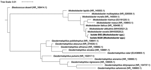 Figure 3. Modestobacter and Geodermatophilus phylogenetic tree. Phylogenetic relationships displayed are based on partial 16S rRNA gene sequences of at least 800 bp in length. The twenty sequences represented in this tree include two isolates recovered during the culturing study, eight representatives of the genus Modestobacter, and ten representatives of the genus Geodermatophilus, including G. obscurus, the organism isolated from a sediment sample taken at 8,400 m.a.s.l. by the American Everest expedition of 1963. The two cultured Geodermatophilaceae isolates were most closely related to M. excelsi and M. altitudinus, taxa most often associated with cold, dry, high alpine environments like soils of the Atacama Desert and Antarctica. The tree is rooted by Blastococcus deserti, a representative of another Geodermatophilaceae family.