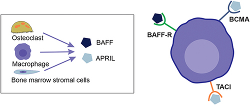 Figure 1 Myeloma cell with its receptors and substrates – BAFF and April which are mainly produced by osteoclast, macrophages and bone marrow stromal cells.