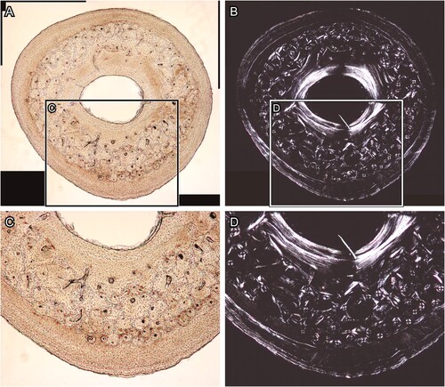 FIGURE 3. Transverse thin section of raccoon (Procyon lotor) left metacarpus produced with no Quadrol treatment. A and C, transmitted, and B and D, polarized light microscopic images. Panels C and D are magnified images in the frames on panels A and B, respectively. The directions of bone are above, anterior; right, lateral; left, medial; and bottom, posterior. The field widths equal 3.57 mm (A, B) and 2.15 mm (C, D).