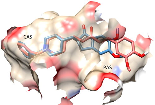 Figure 6. Superposition of the top-scored structure of target compound 7f (pink) and the X-ray structure of donepezil (blue) within the active site of AChE.