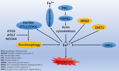 Figure 1. Roles of iron metabolism in the molecular mechanisms and signaling pathways of ferroptosis.