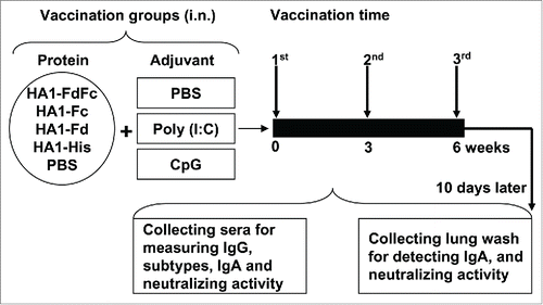 Figure 2. Mouse vaccination procedure and sample collection. Groups of mice were i.n. immunized with HA1-FdFc, HA1-Fc, HA1-Fd, and HA1-His protein, respectively, or PBS, in the presence of Poly (I:C) or CpG adjuvant, or without adjuvant. Mice were immunized 3 times at 3-week intervals. Ten days later, after the last vaccination, mouse sera and lung wash were collected to detect IgG, IgA, and neutralizing antibodies.