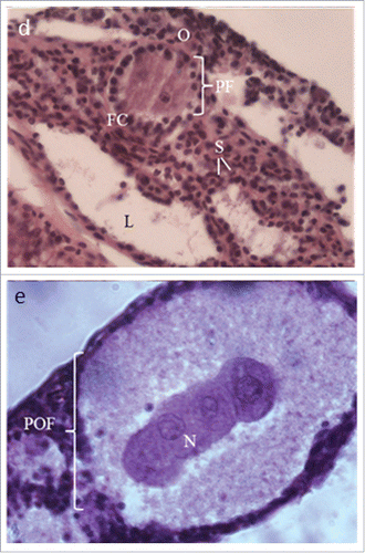 Figure 1. Ovaries from neonatal N. metallicus illustrating abnormal phenotypic traits which are utilised in the scoring system. (A) illustrates normal phenotype, (B), illustrates reduced lacunae and presence of medullary cords, (C) illustrates crenated, elongated and heavily granulated stroma; (D) illustrates oognia with reduced ooplasm, elongated nuclei and heavily granulated nuclei, and heavily granulated follicular cells. (E) illustrates a POF with 4 oocytes. C, cortex; M, medulla; O, oogonia; PO, primary oocyte; PF, primordial follicle; N, nucleus; FC, follicular cell; S, stroma; L lacunae. All ovaries are stained with haematoxylin, eosin and sectioned at 6 μm, and magnified at 400 ×.