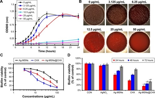 Figure 4 Antibacterial effects of Ag-MSNs@CHX.Notes: (A) Bacterial growth curve of Streptococcus mutans in BHI liquid medium in the presence of Ag-MSNs@CHX at different concentrations. (B) Photographs of BHI-agar plates coated with S. mutans supplemented with different concentrations of Ag-MSNs@CHX. (C) Anti-biofilm activity of Ag-MSNs@CHX at different concentrations against S. mutans at 24 hours. (D) Preventive activity of Ag-MSNs@CHX, Ag-MSNs, free CHX, and AgNO3 against S. mutans biofilms. These data represent three separate experiments and are presented as mean±SD. *P<,0.05 vs the control group, #P<,0.05 vs the CHX group.Abbreviations: Ag-MSNs, silver-decorated mesoporous silica nanoparticles; Ag-MSNs@CHX, chlorhexidine-loaded, silver-decorated mesoporous silica nanoparticles; BHI, brain heart infusion; CHX, chlorhexidine; CON, control.